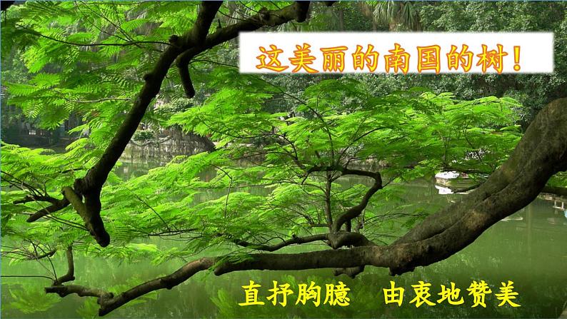 《鸟的天堂》教学课件2（第二课时）第7页