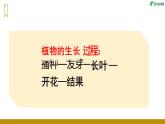 统编版二年级语文上册第14课《我要的是葫芦》（课件）