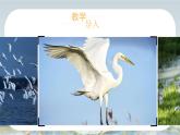 部編版五年級上冊語文第1課《白鷺》課件