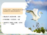 部編版五年級上冊語文第1課《白鷺》課件