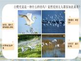 部編版五年級上冊語文第1課《白鷺》課件