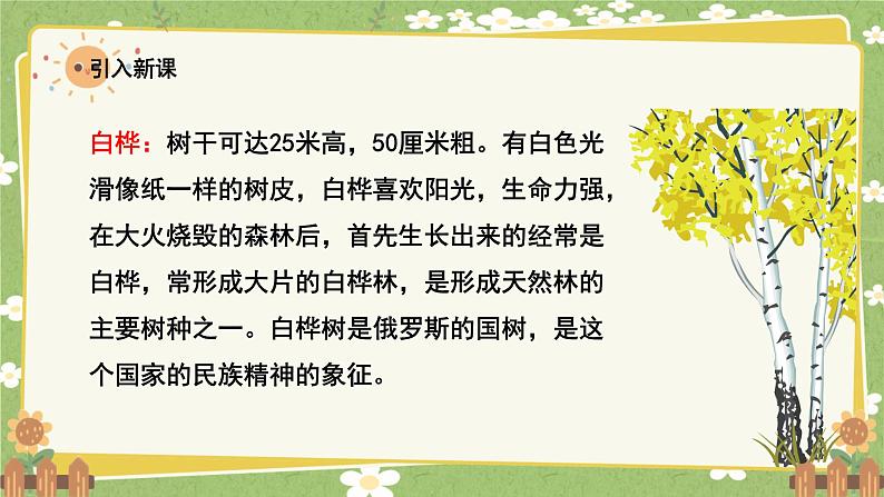 统编版语文四年级下册 11 白桦课件第4页