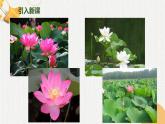 2《江南》課件 小學(xué)語文統(tǒng)編版一年級上冊