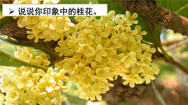 部编版小学语文五年级上册3 桂花雨课件01