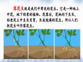 部编版小学语文五年级上册2 落花生课件