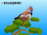 部编版小学语文五年级上册4 珍珠鸟课件