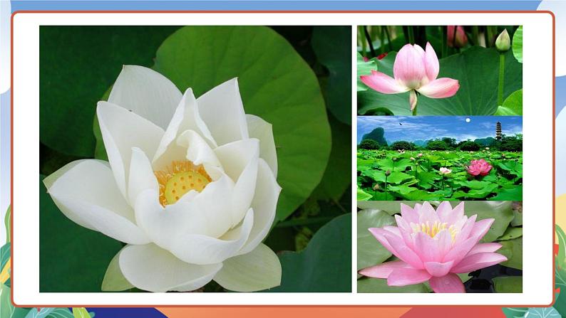 人教部编版语文三年级下册 第三课《荷花》第一课时 课件+教案+分层练习+学习任务单05