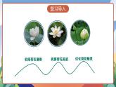 人教部编版语文三年级下册 第三课《荷花》第二课时 课件+教案+分层练习+学习任务单
