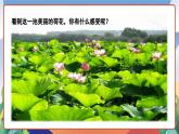人教部编版语文三年级下册 第三课《荷花》第二课时 课件+教案+分层练习+学习任务单