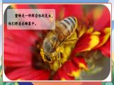 人教部编版语文三年级下册 第十四课《蜜蜂》第一课时 课件+教案+分层练习+学习任务单