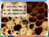 人教部编版语文三年级下册 第十四课《蜜蜂》第一课时 课件+教案+分层练习+学习任务单