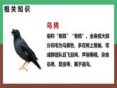 2024年秋一年級(jí)上冊9烏鴉喝水 課件