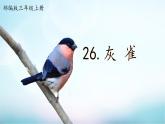 统编版语文三年级上册第25课《灰雀》课件