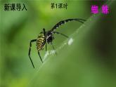 核心素養(yǎng)】部編版小學(xué)語文二下20 蜘蛛開店 第1課時(shí)課件