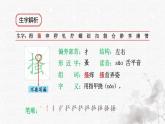 統(tǒng)編版語文五年級下冊第8單元22《手指》生字解析課件