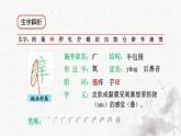 統(tǒng)編版語文五年級下冊第8單元22《手指》生字解析課件