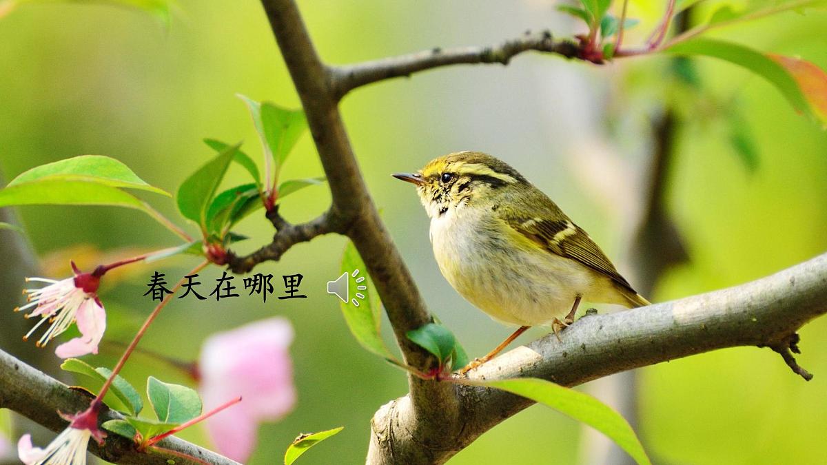 2 找春天 （课件）-2024-2025学年语文二年级下册统编版5第2页