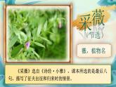 【新課標-核心素養(yǎng)】人教版語文六下 古詩詞誦讀1《采薇（節(jié)選）》課件+音視頻素材