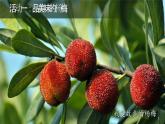 部編版三年級(jí)語(yǔ)文上冊(cè)《習(xí)作例文》優(yōu)質(zhì)課件