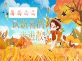 部编版2024二年级下册语文《枫树上的喜鹊》课件