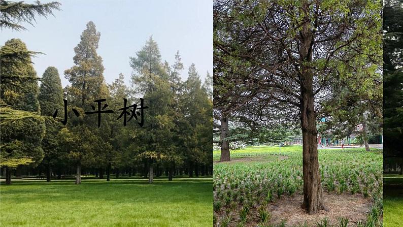 课文4 邓小平爷爷植树 课件第3页