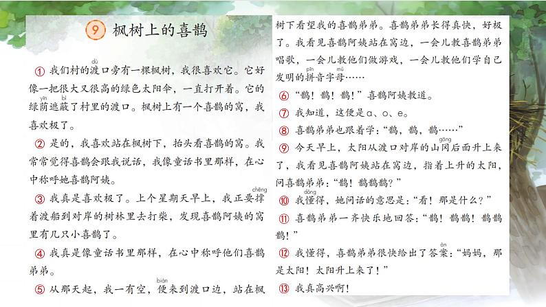 课文9 枫树上的喜鹊 课件第7页