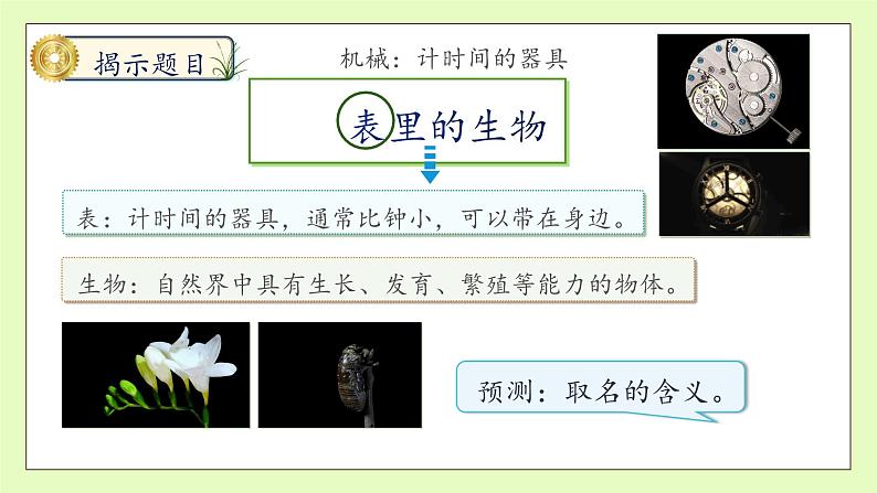 【备课无忧】统编版六下-16. 表里的生物 第1课时（课件）.pptx第8页