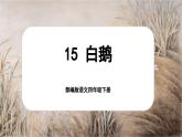 【核心素养-任务型】部编版语文四年级下册 15《白鹅》课件+教案+音视频素材