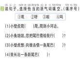 小学语文新部编版一年级下册第八单元20 小壁虎借尾巴（B）作业课件（2025春）