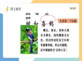 【新課標(biāo)】統(tǒng)編版（2024）語文一年級(jí)下冊  第三單元《樹和喜鵲》課件（第2課時(shí)）（含課堂練習(xí)、課后習(xí)題）+教案（含教學(xué)反思）+說課稿+字體