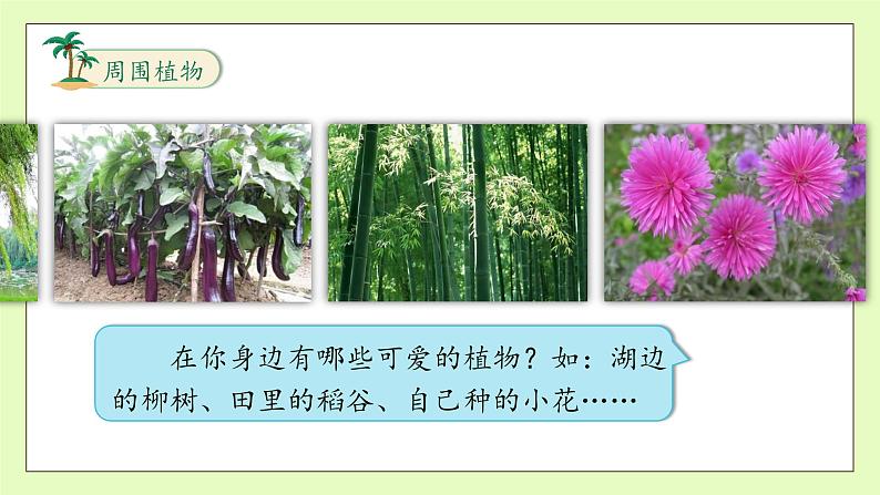 【备课无忧】统编版三下-习作1.我的植物朋友（课件）第8页