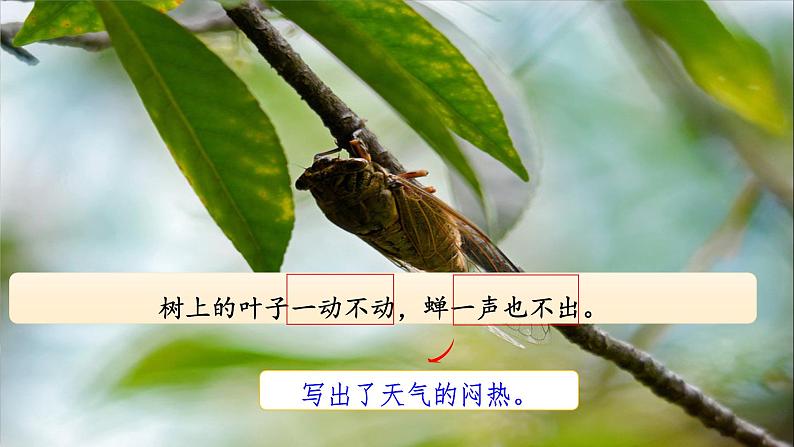 部编版小学语文二下第6单元大单元《雷雨》教学设计课件 - 副本 (3)第7页