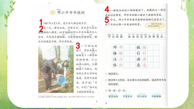 统编版小学语文二年级下册 课文1《邓 爷爷植树》课件（第一课时）第4页