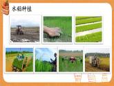 统编版小学语文二年级下册 课文2《千人糕》课件（第二课时）