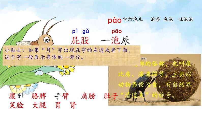 统编版小学语文二年级下册 课文3《我是一只小虫子》课件第5页