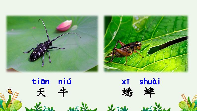 统编版小学语文二年级下册 课文3《我是一只小虫子》课件（第一课时）第3页