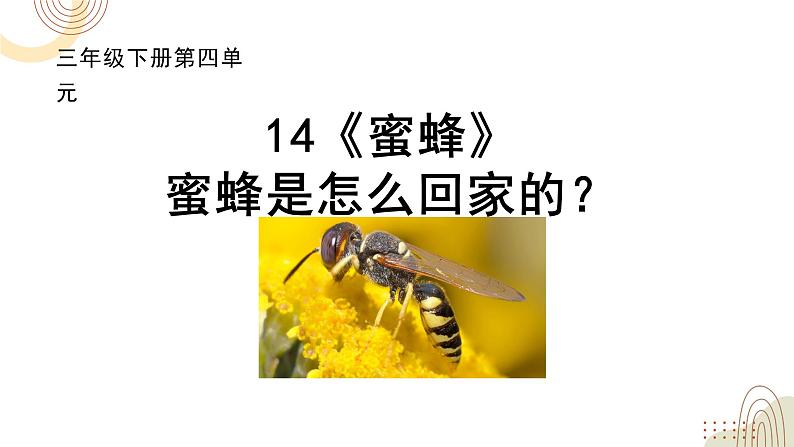 部编版小学语文三下第四单元大单元【任务4：《蜜蜂》】教学设计课件第2页