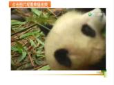 部編版小學(xué)語文新課標(biāo)核心素養(yǎng)大單元任務(wù)群三年級(jí)下冊(cè)（第7單元）教學(xué)設(shè)計(jì)+課件+任務(wù)學(xué)習(xí)單