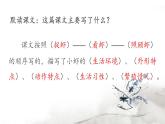 部编版语文三年级下册 15《小虾》课件+逐字稿+音视频素材