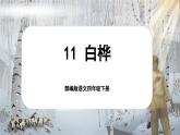 【核心素養(yǎng)-任務(wù)型】部編版語文四年級(jí)下冊(cè) 11《白樺》課件+教案+音視頻素材