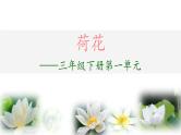 统编版小学语文三年级下册 第一单元 3《荷花》学习任务群教学课件