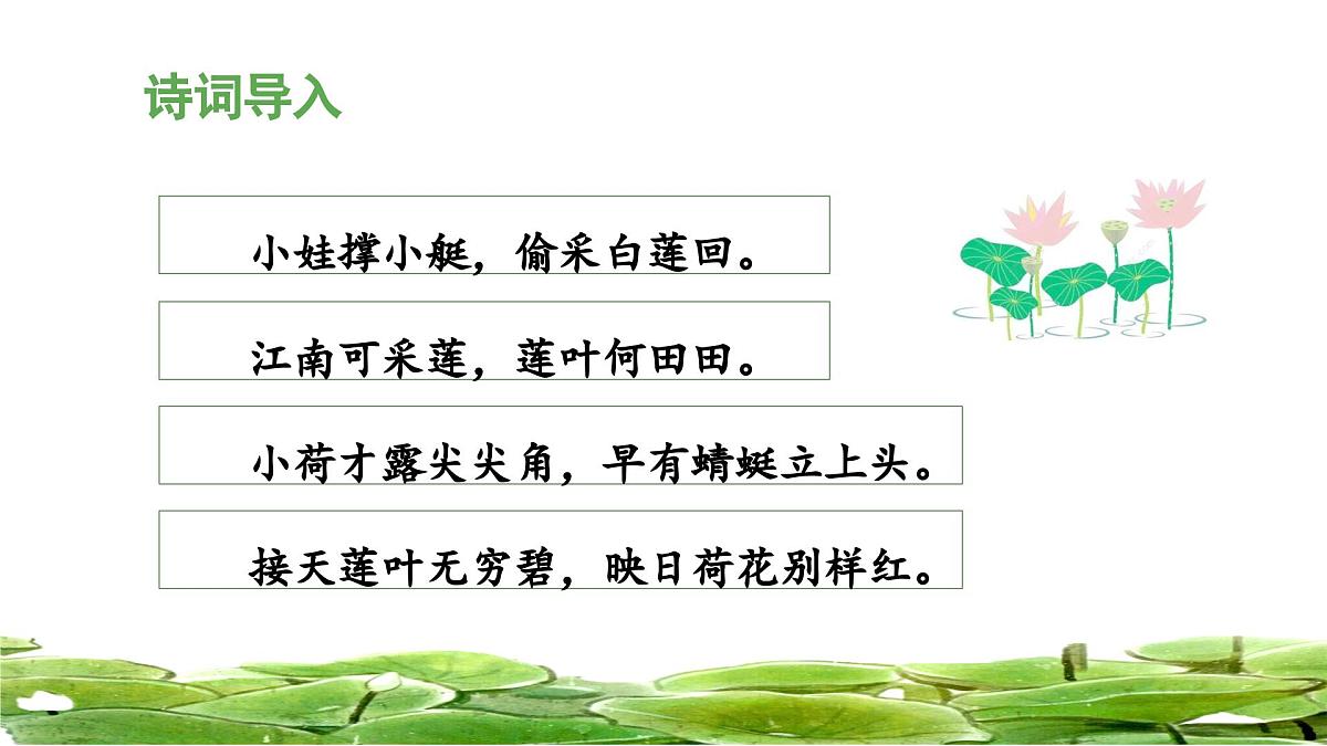 统编版小学语文三年级下册 第一单元 3《荷花》 课件（第一课时）第4页