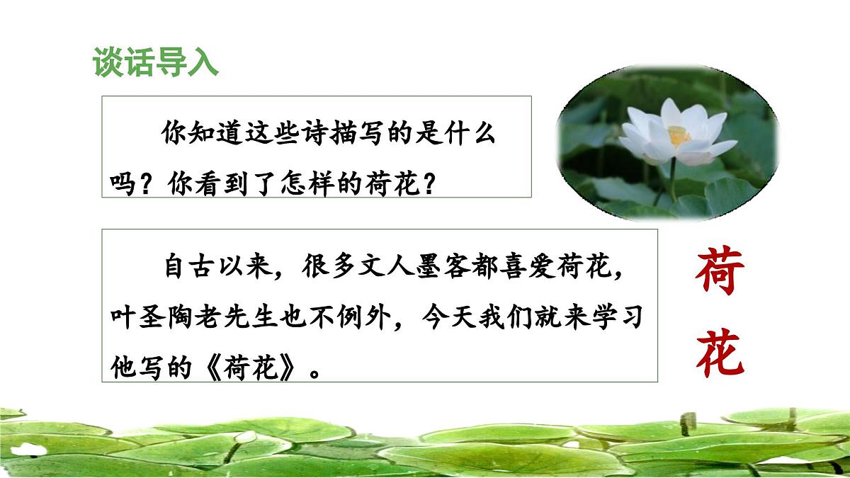 统编版小学语文三年级下册 第一单元 3《荷花》 课件（第一课时）第5页