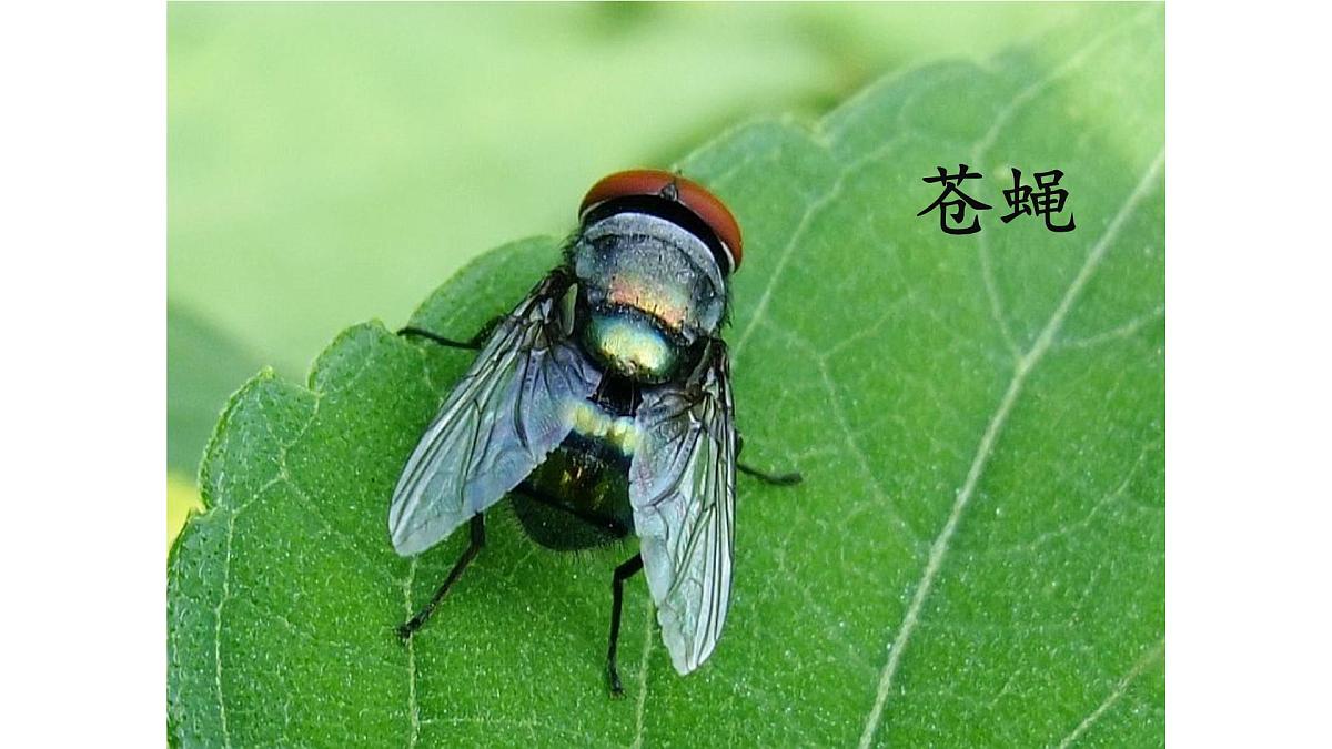 统编版小学语文三年级下册 第一单元 4《昆虫备忘录》课件第2页