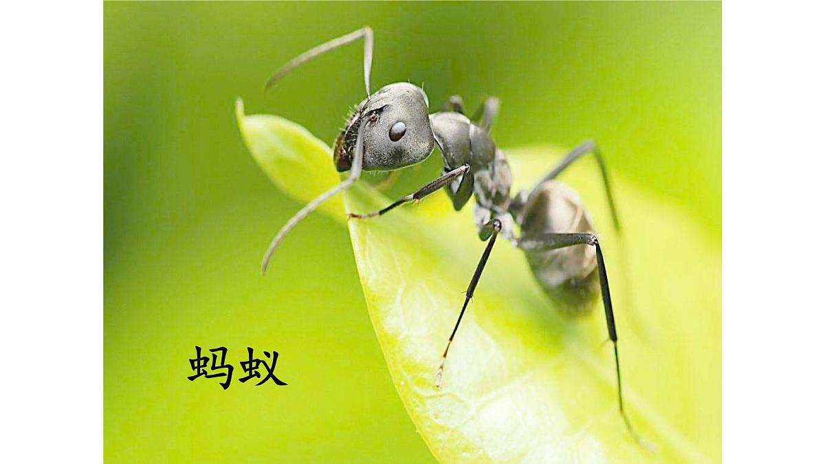 统编版小学语文三年级下册 第一单元 4《昆虫备忘录》课件第3页