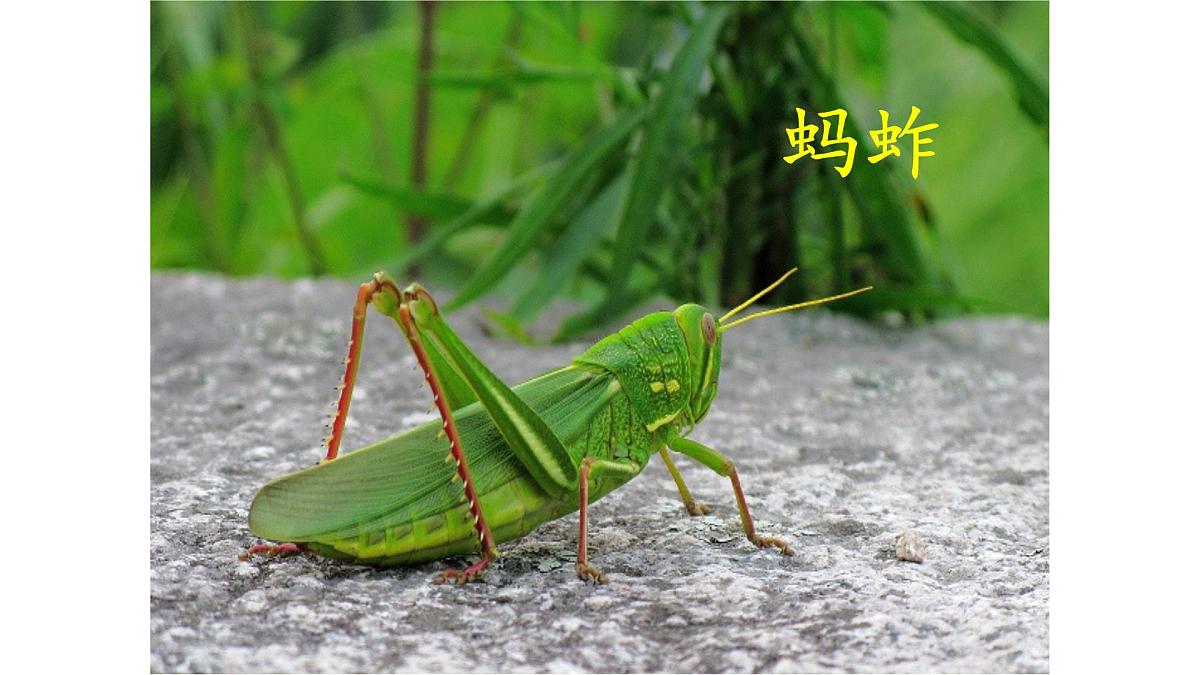 统编版小学语文三年级下册 第一单元 4《昆虫备忘录》课件第4页