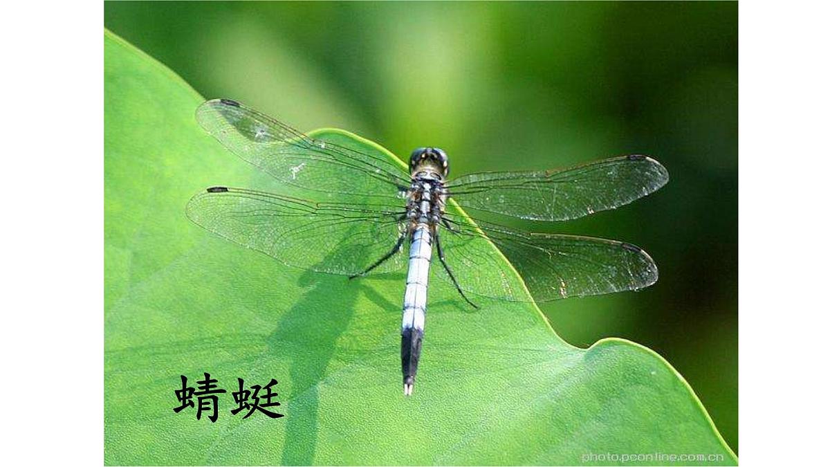 统编版小学语文三年级下册 第一单元 4《昆虫备忘录》课件第5页