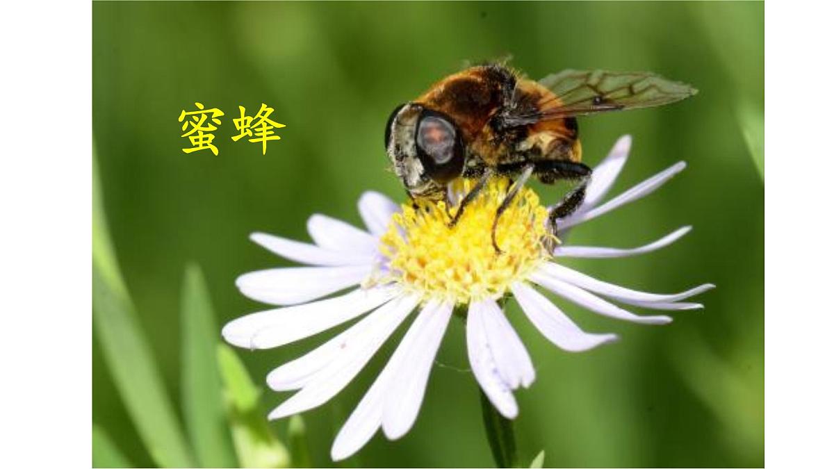 统编版小学语文三年级下册 第一单元 4《昆虫备忘录》课件第6页