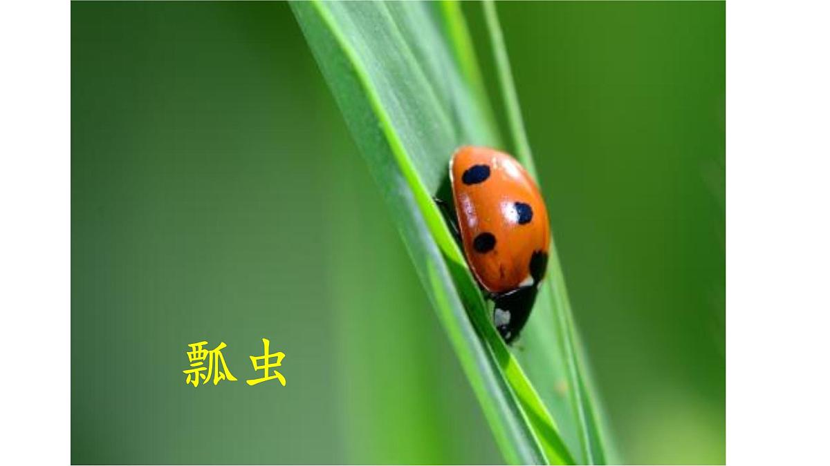 统编版小学语文三年级下册 第一单元 4《昆虫备忘录》课件第7页