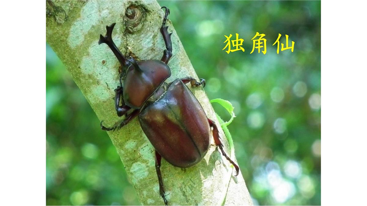 统编版小学语文三年级下册 第一单元 4《昆虫备忘录》课件第8页